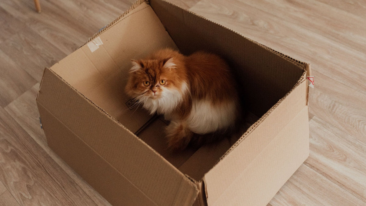 Why Cats Love Cardboard Boxes So Much