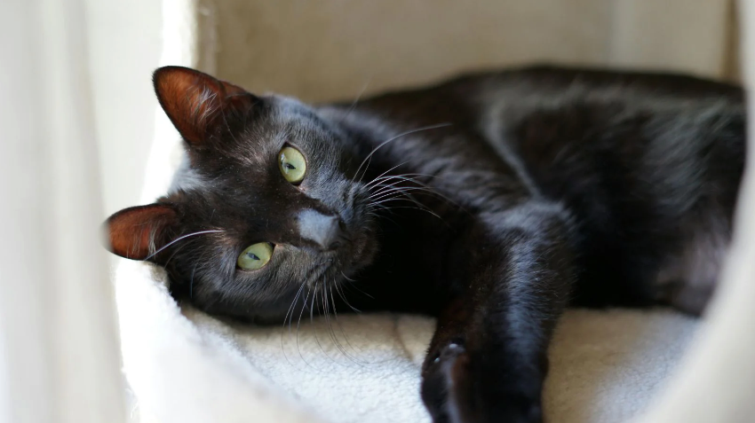 How Long Can You Safely Leave Your Cat Alone?