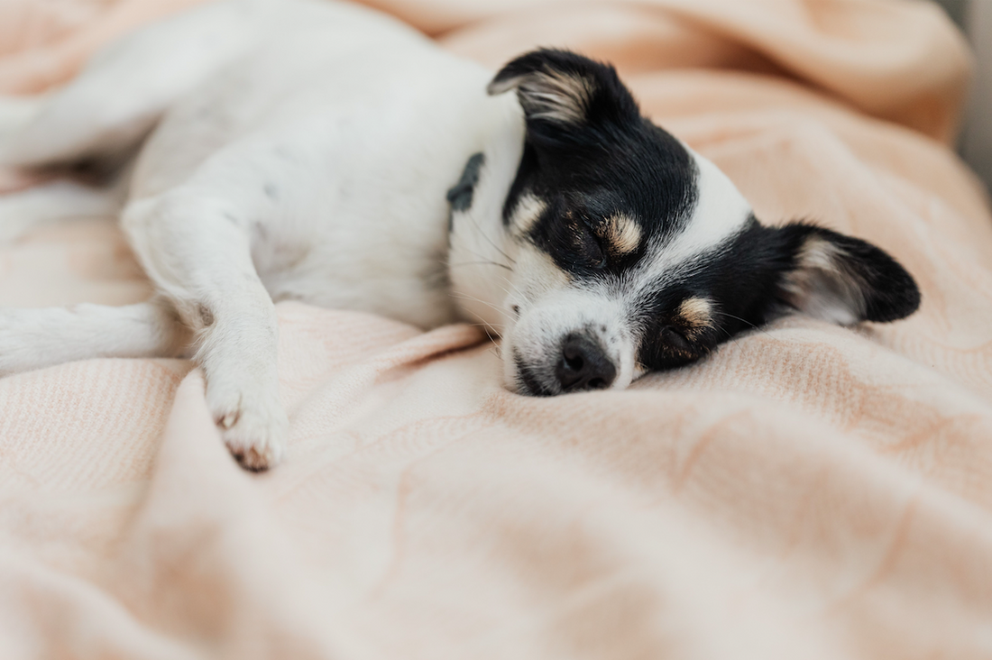 How to Create a Calm Bedtime Routine for Your Dog