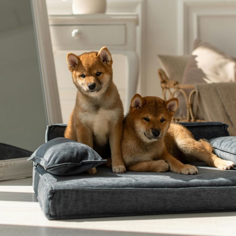 Dog Beds