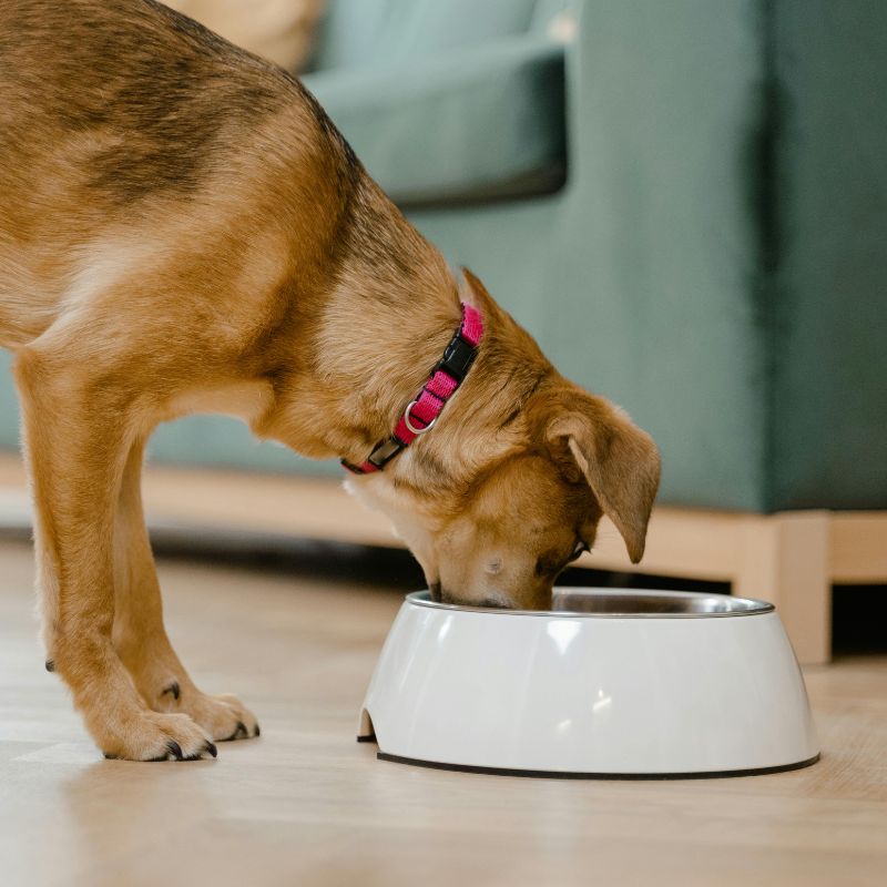 Dog Bowls & Feeders