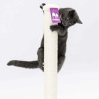 Cat Scratcher Korra - PETSTEP