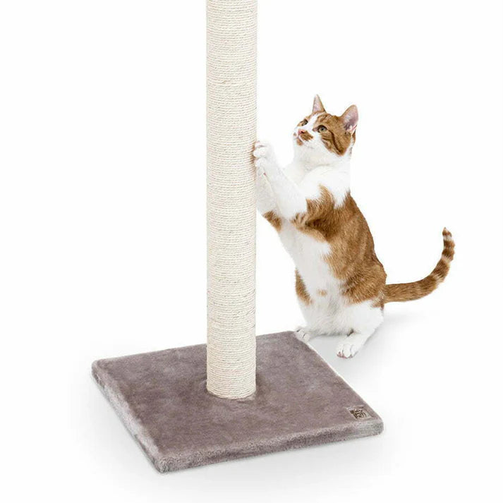 Cat Scratcher Korra - PETSTEP
