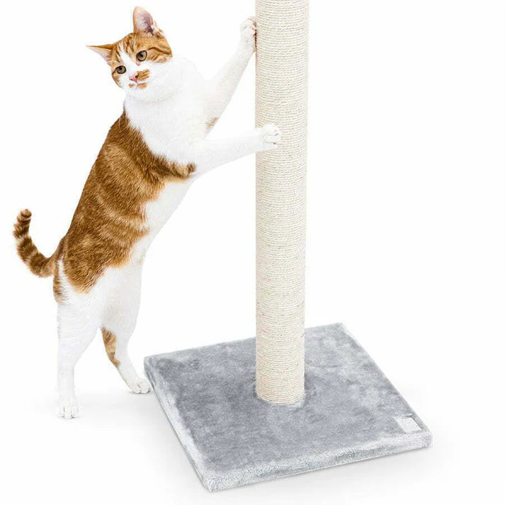 Cat Scratcher Korra - PETSTEP