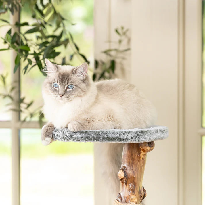 Cat Tree Oakley - PETSTEP