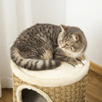Cat Scratching Barrel Lomu - PETSTEP