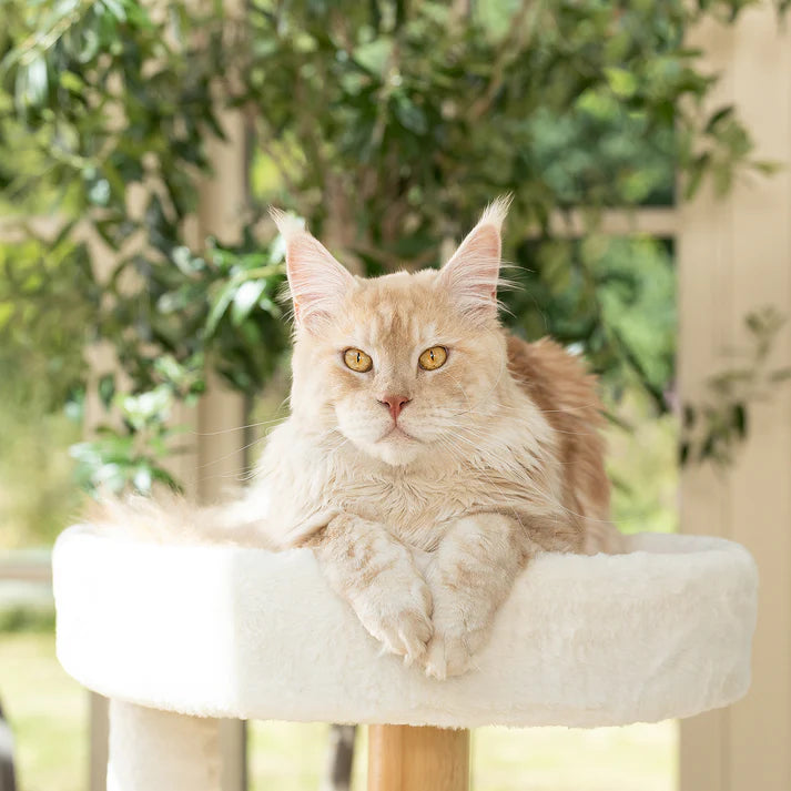Cat Tree Jake - PETSTEP