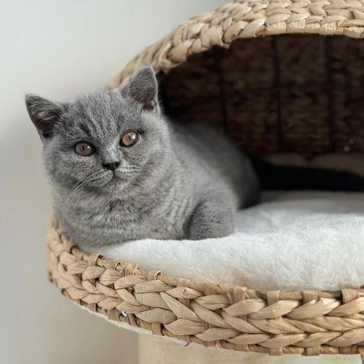 Cat Tree Sage - PETSTEP